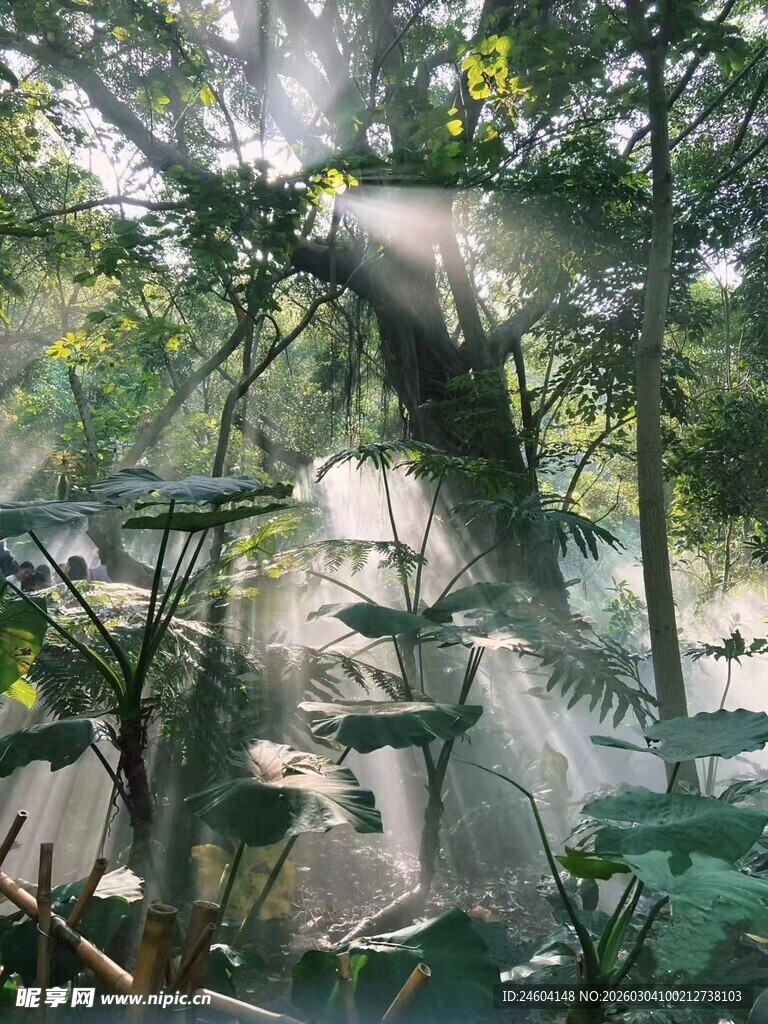 林间水雾弥漫的自然景致