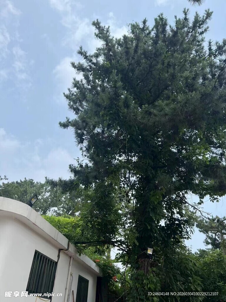 房屋旁茂盛的高大绿树