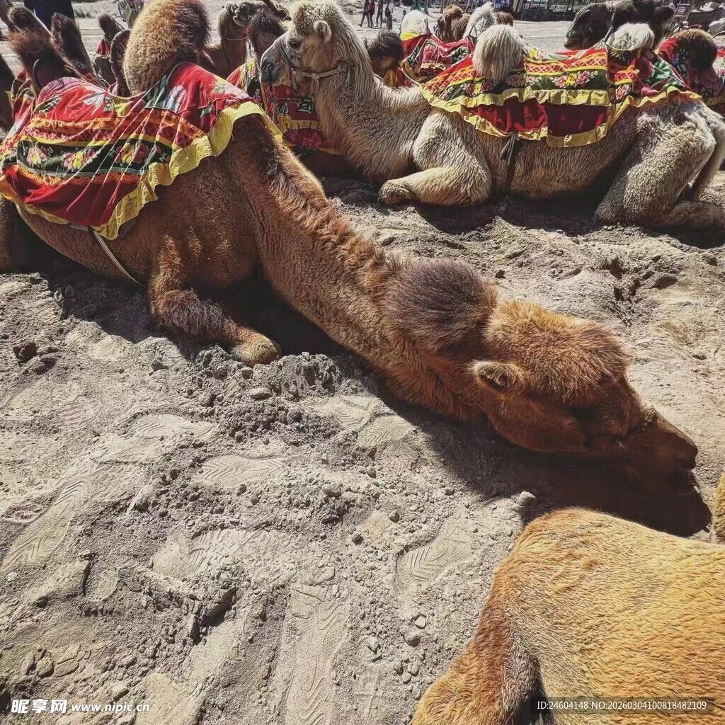 沙漠中休憩的多彩装饰骆驼