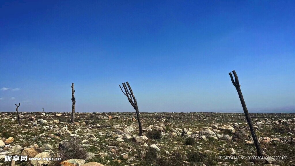 荒凉旷野中的稀疏植物