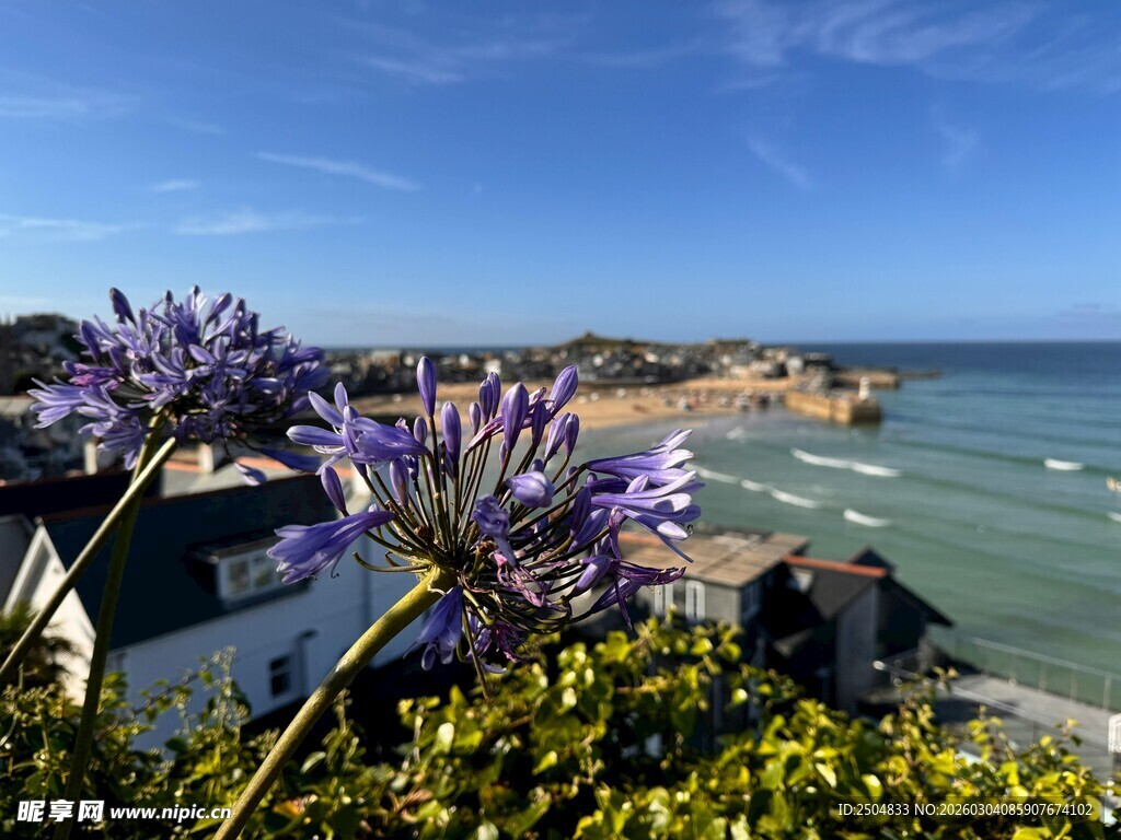 海边烂漫花丛与美丽景致