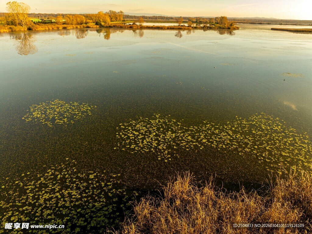 秋日湖畔 水草与光影交织