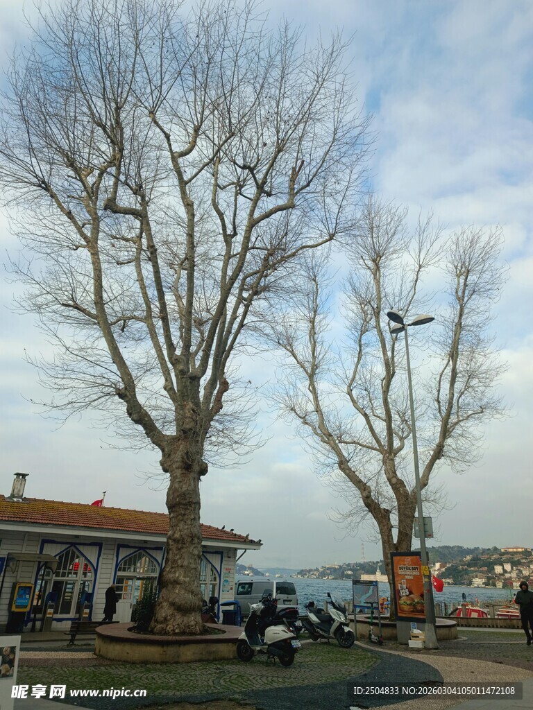 冬日街道旁的光秃树木