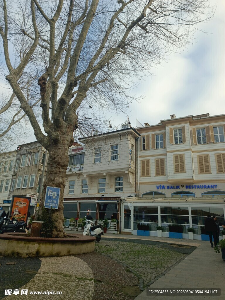 小镇广场旁的古老大树