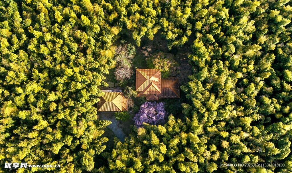 空中俯瞰繁茂绿植景观