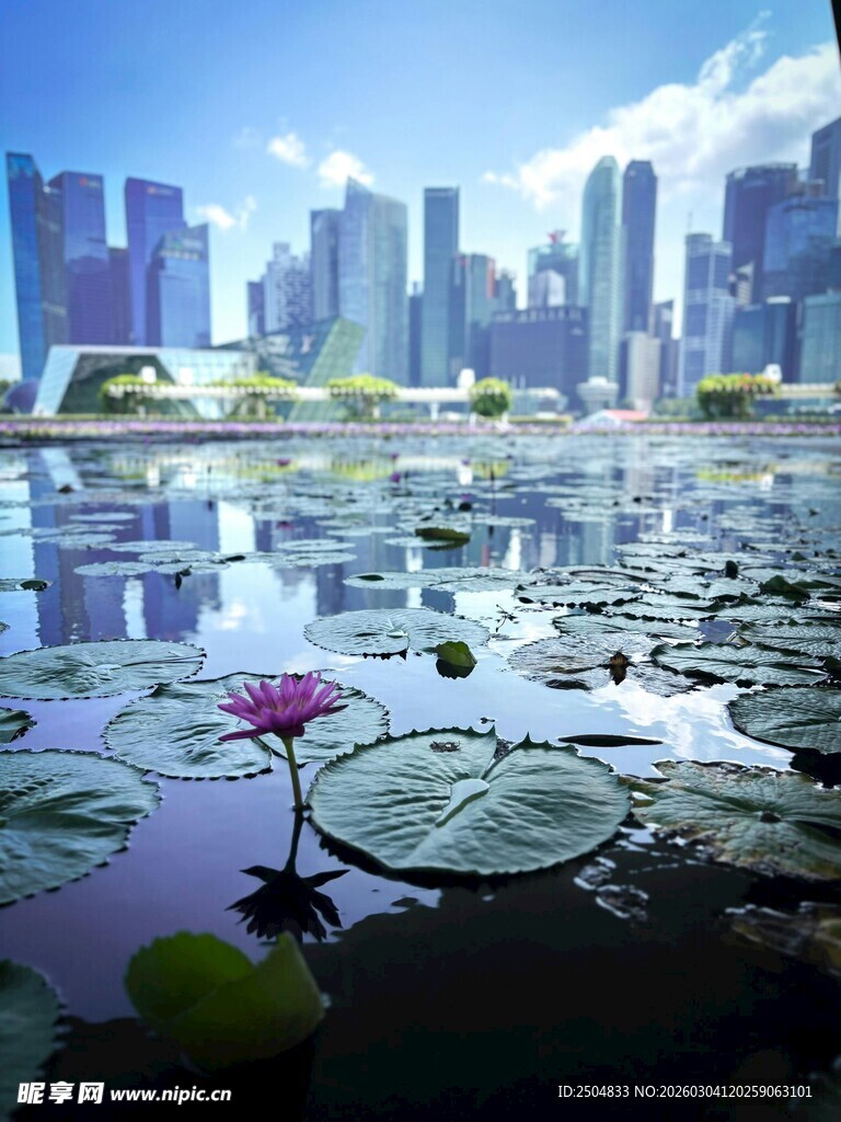 城市湖畔的静谧睡莲景致