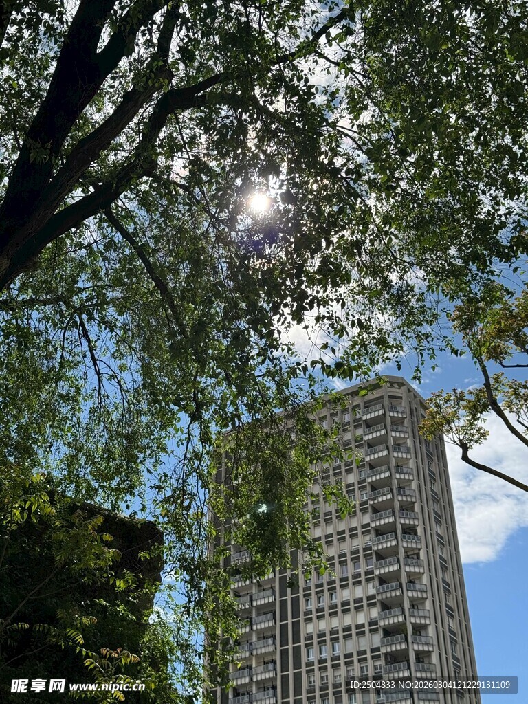 高楼间的绿树与晴朗天空