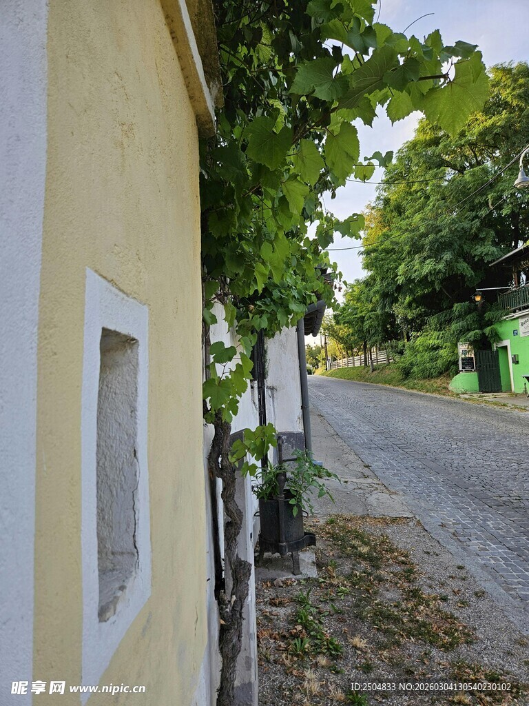 乡村小道旁的绿意景致