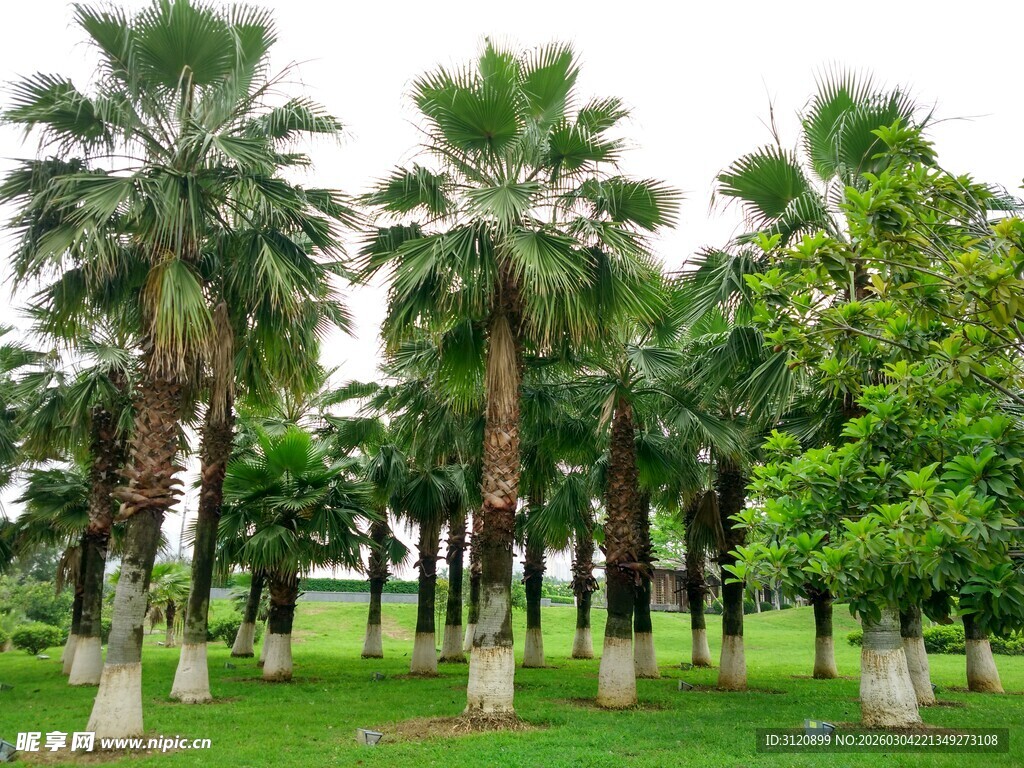 绿色公园椰子树