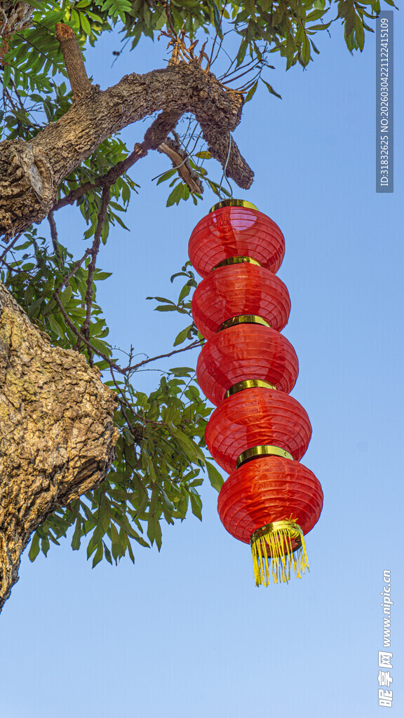 枝头红灯笼 喜庆中国风