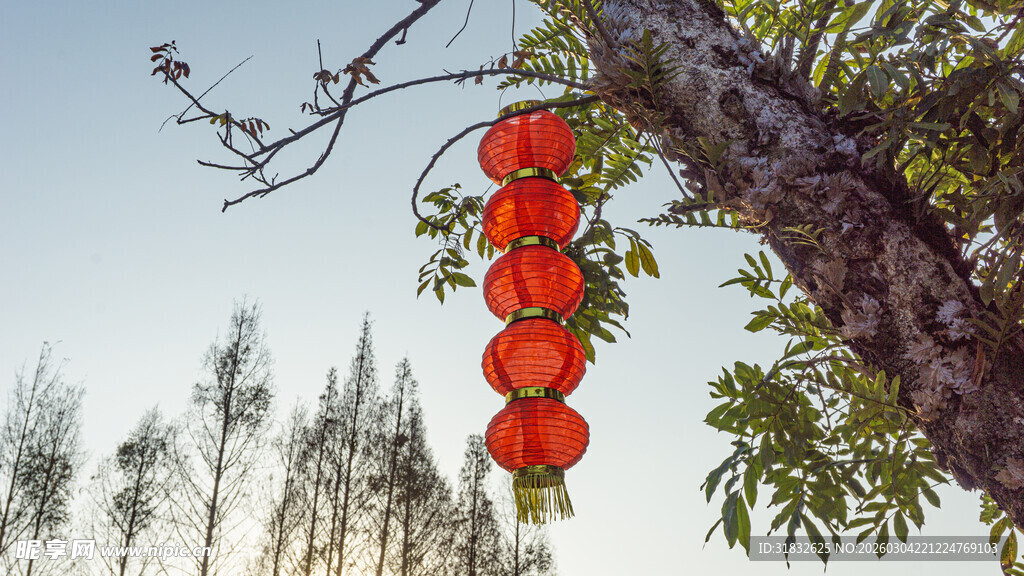 树枝上悬挂的喜庆红灯笼