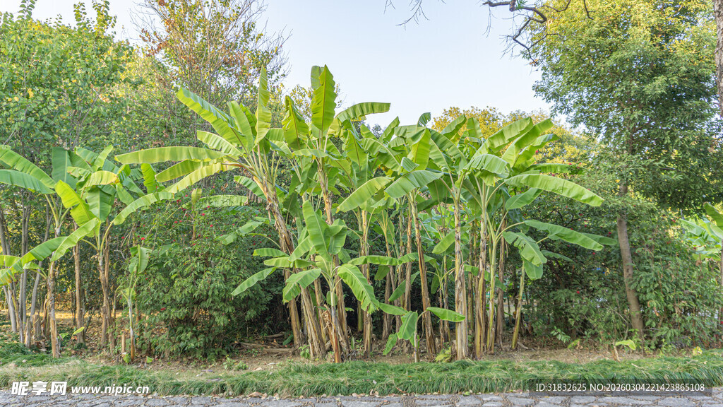 茂密香蕉林景观