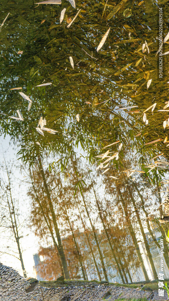 林间落叶与树木景观