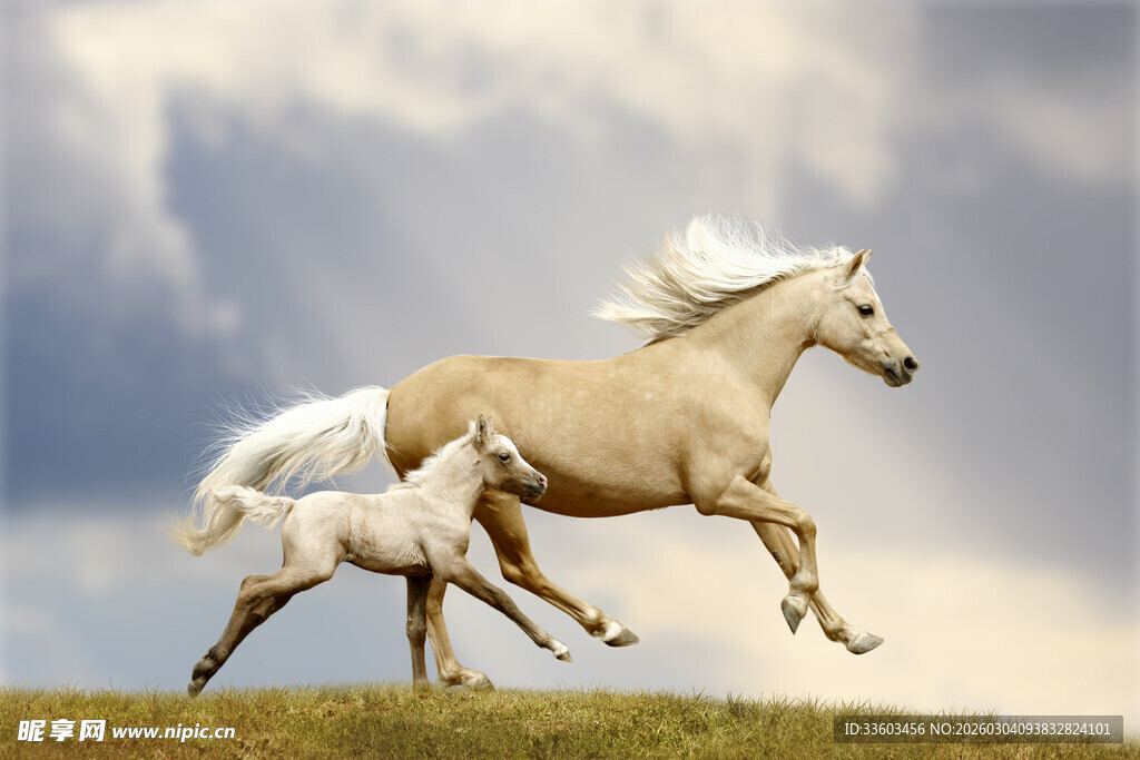母子马草原奔腾