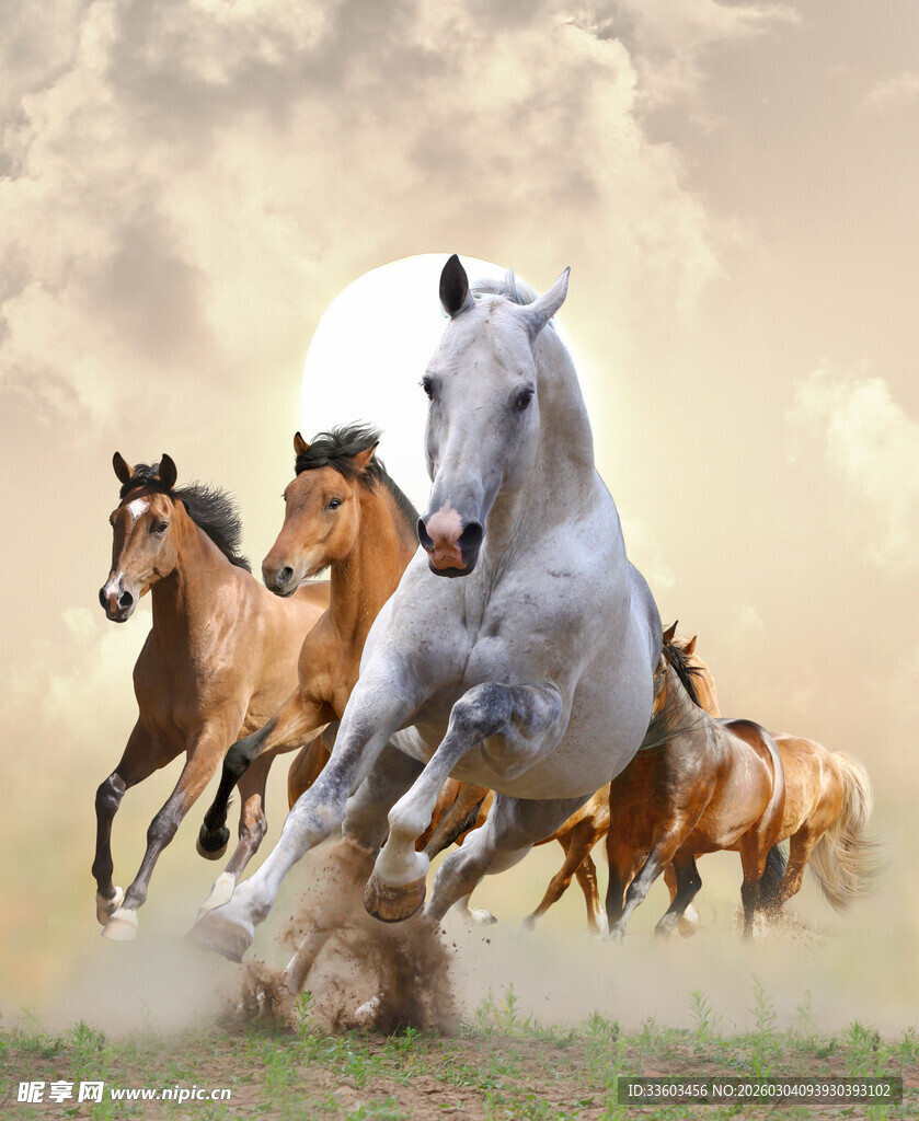 群马奔腾草原上