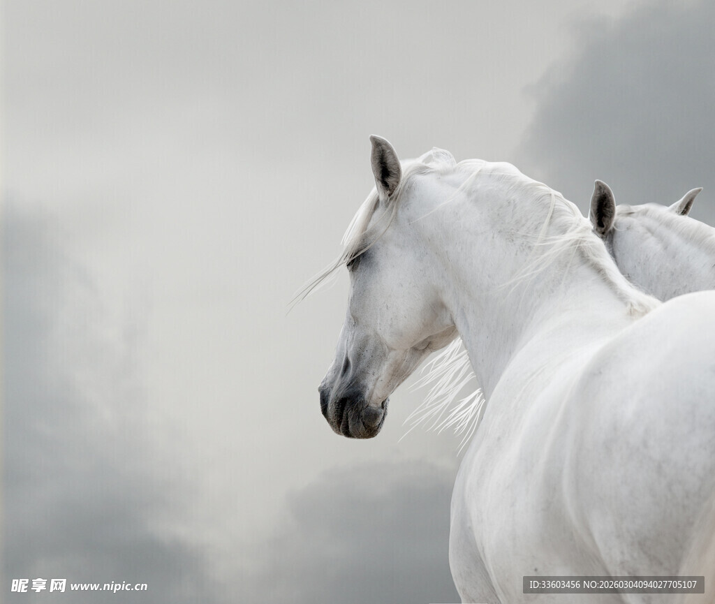 优雅白马于朦胧背景中