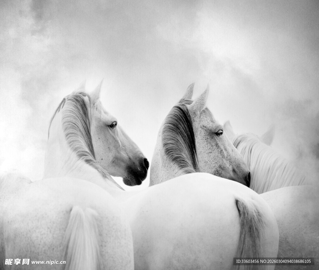 两匹白马于云雾中