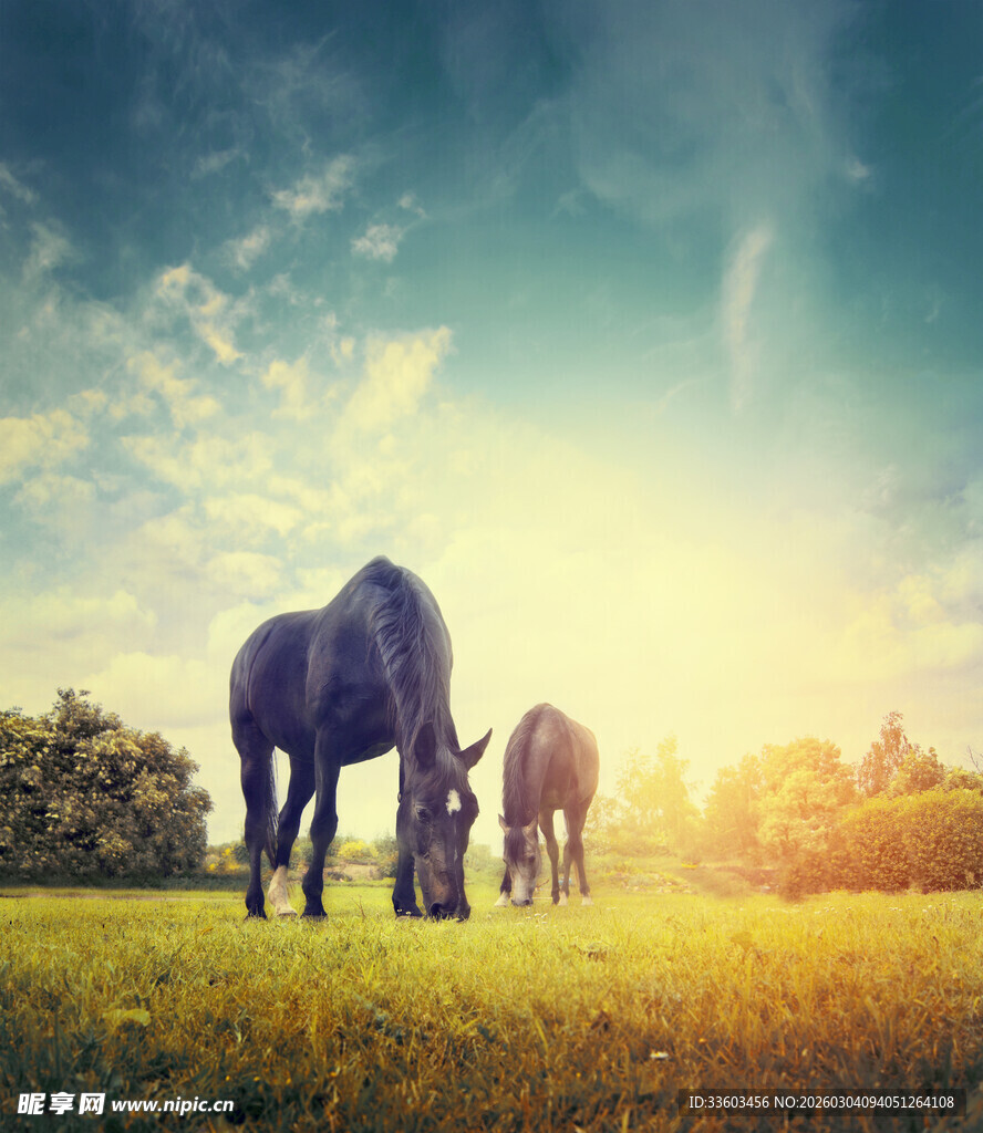草原上的骏马沐浴温暖阳光