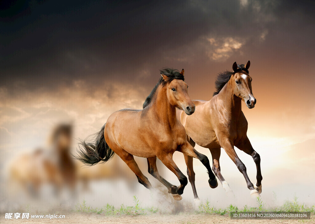 骏马奔腾于旷野