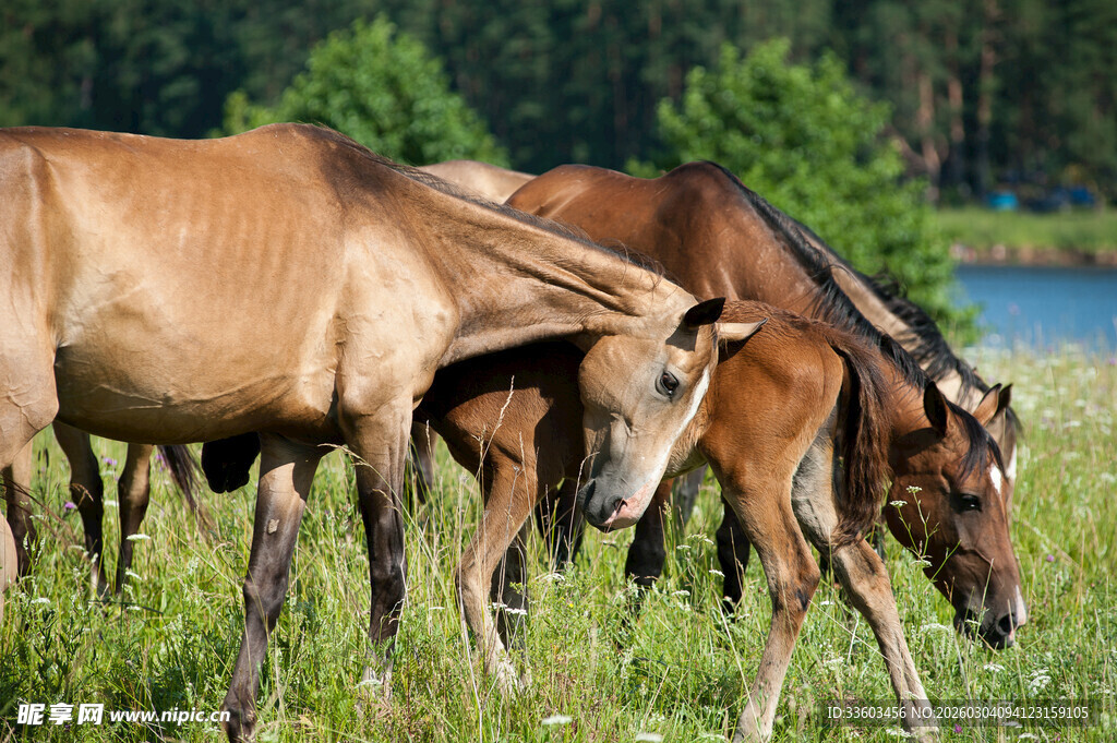 草原上的马群悠然觅食