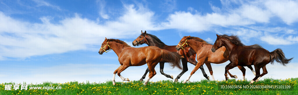 草原骏马奔腾