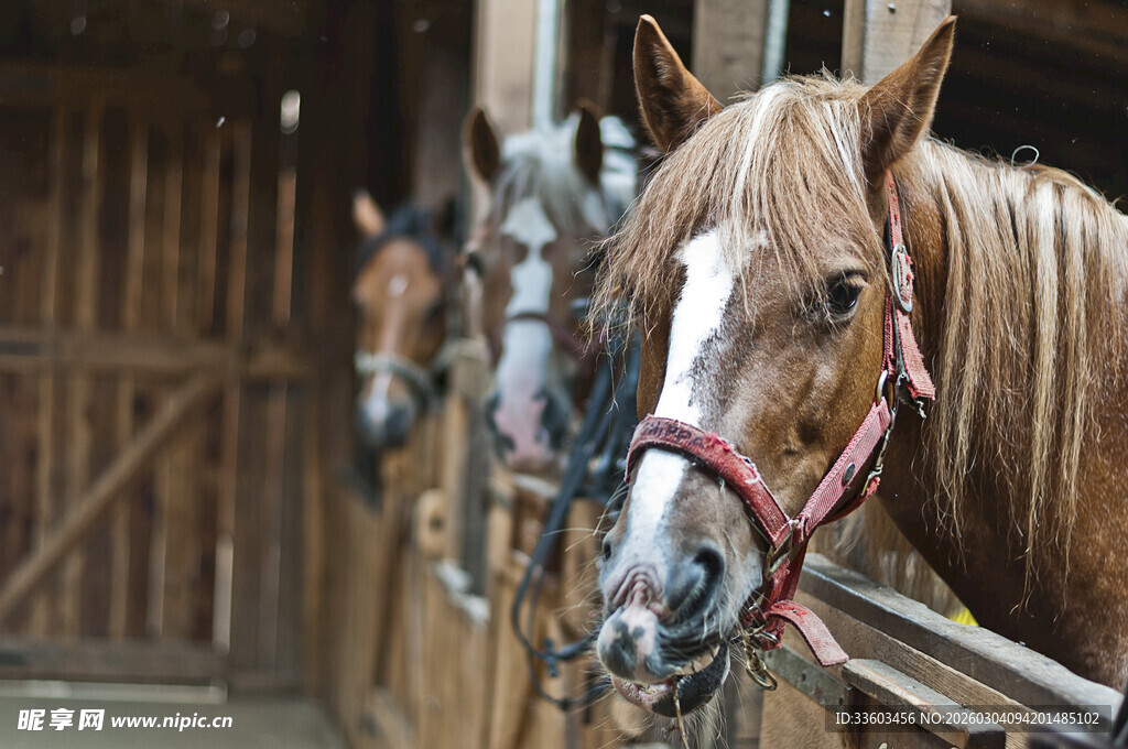 马厩中神情温和的骏马