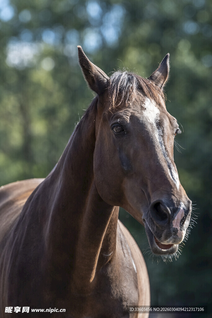 棕色骏马特写
