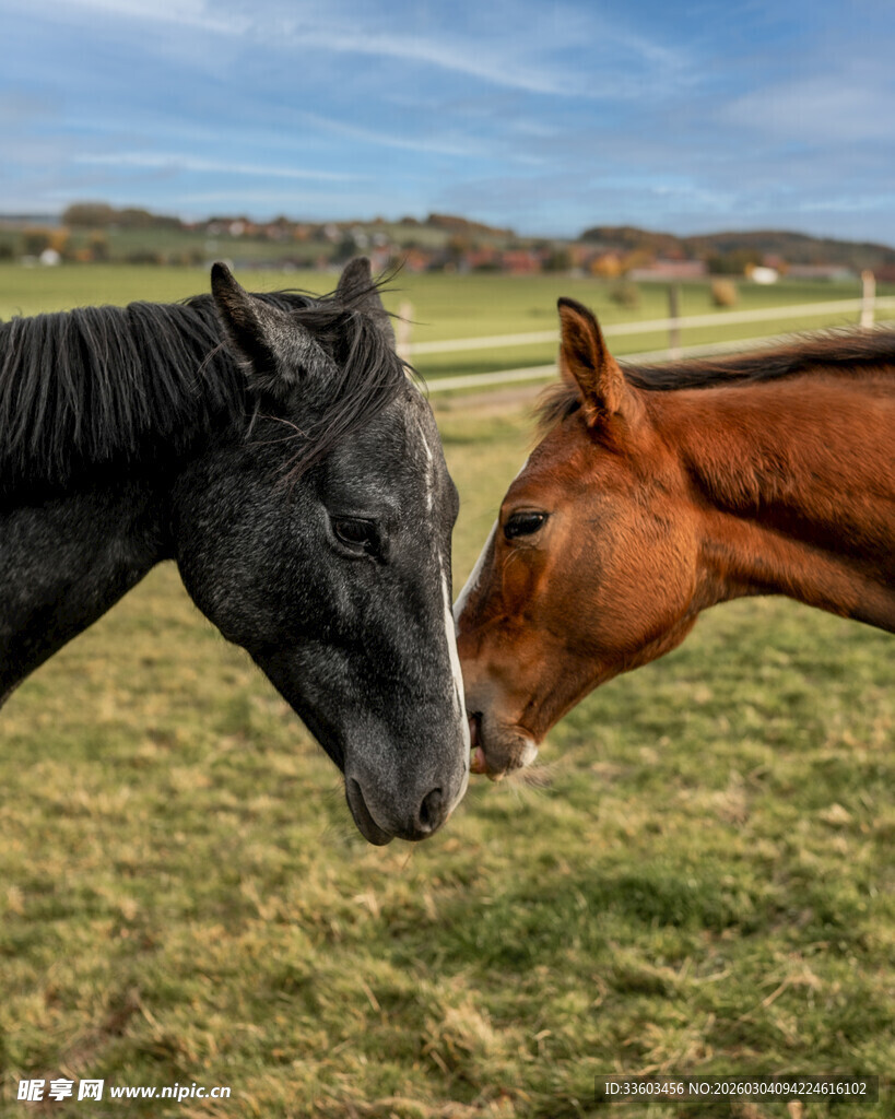 两匹马亲昵互动