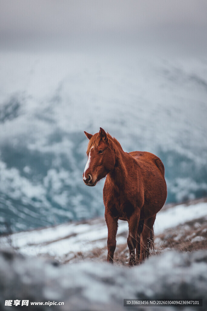 雪地中的孤马