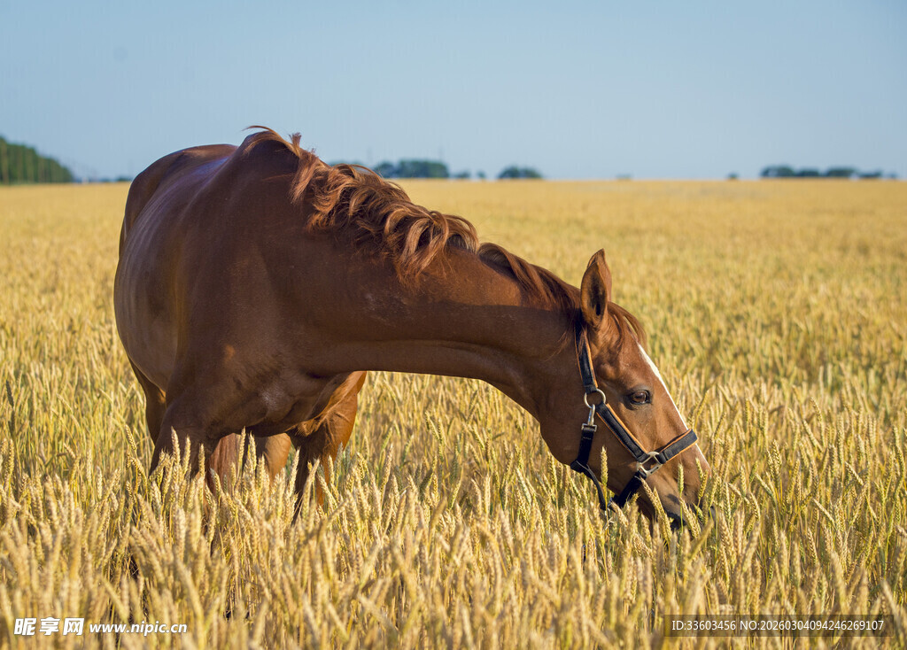 田野中低头吃草的骏马