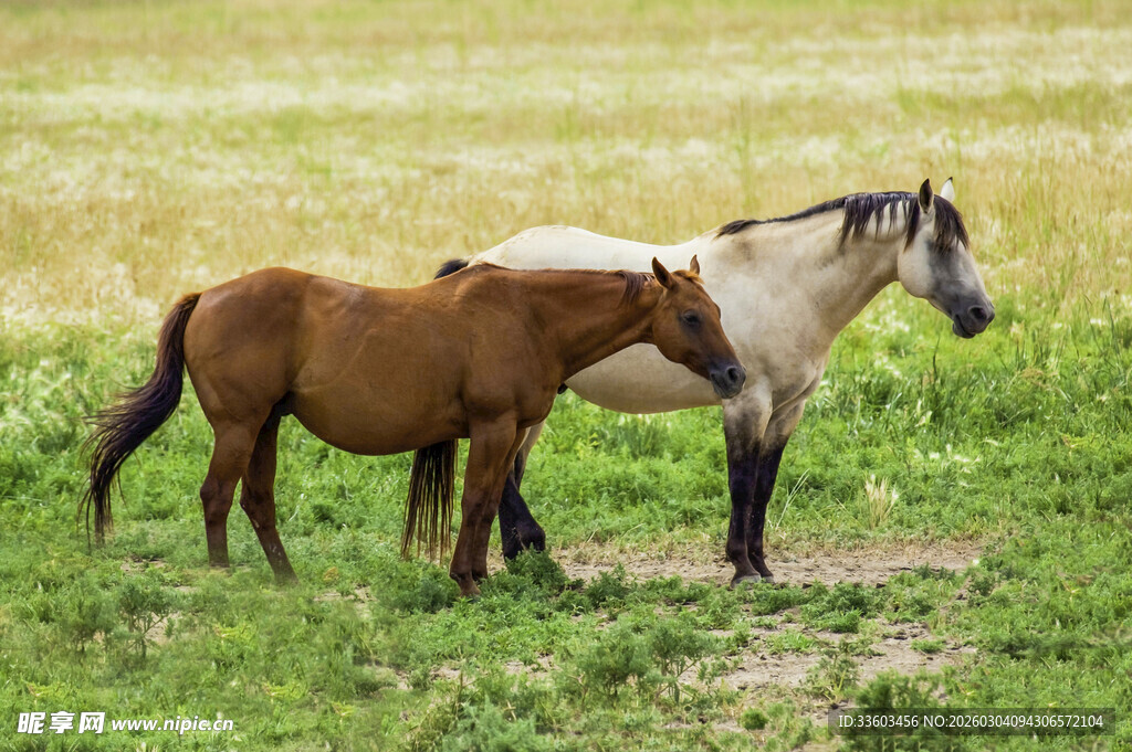 草原上的两匹马