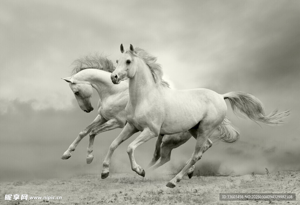 三匹白马在旷野奔腾