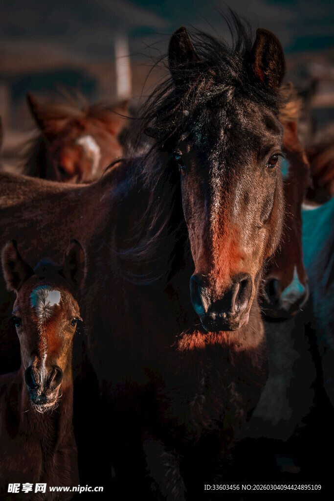 群马奔腾的震撼瞬间