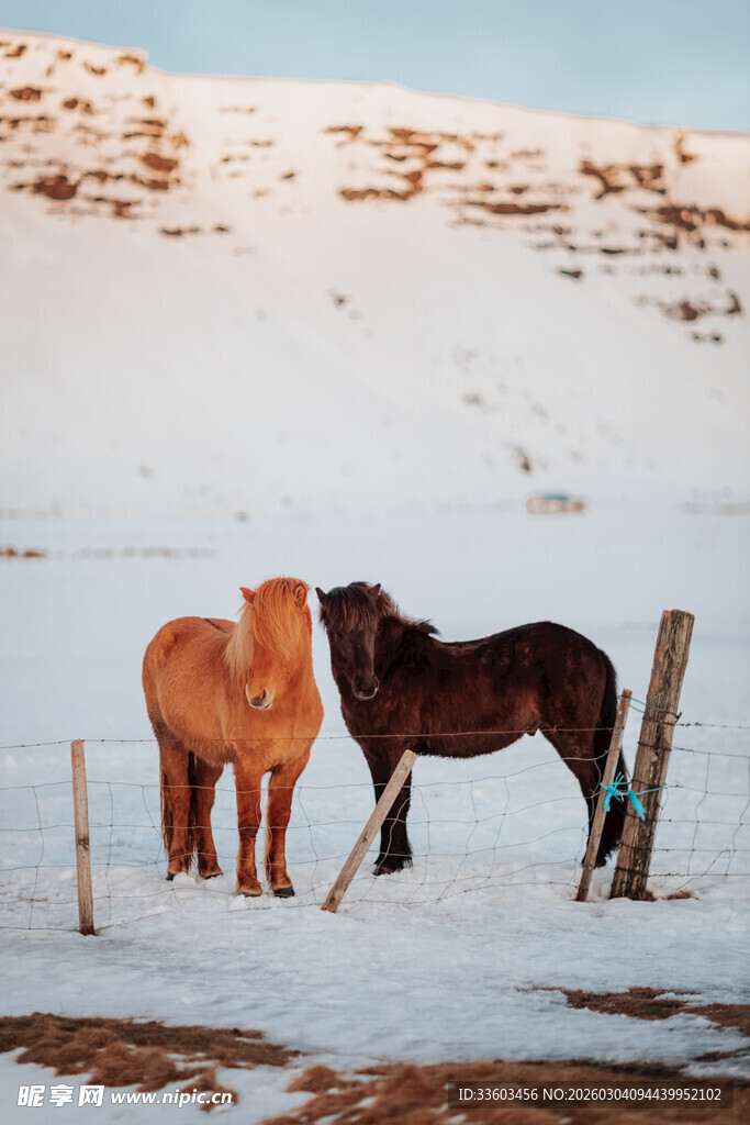 雪地中的两匹马