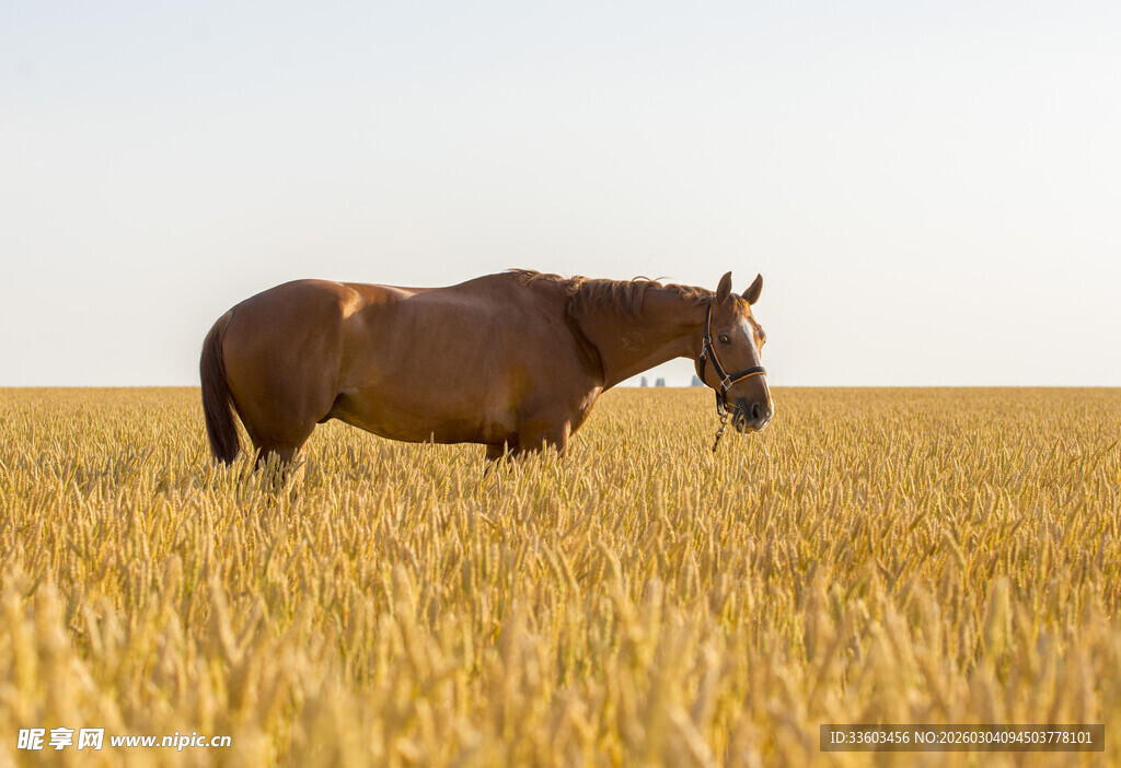 麦田中的骏马