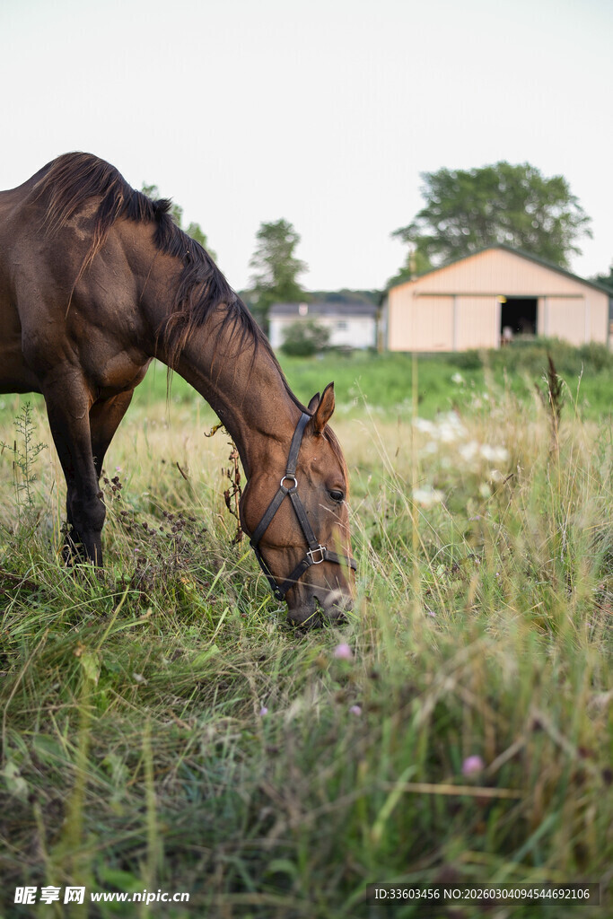 草原上低头吃草的骏马