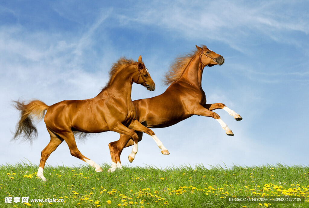 草原上奔腾的两匹骏马