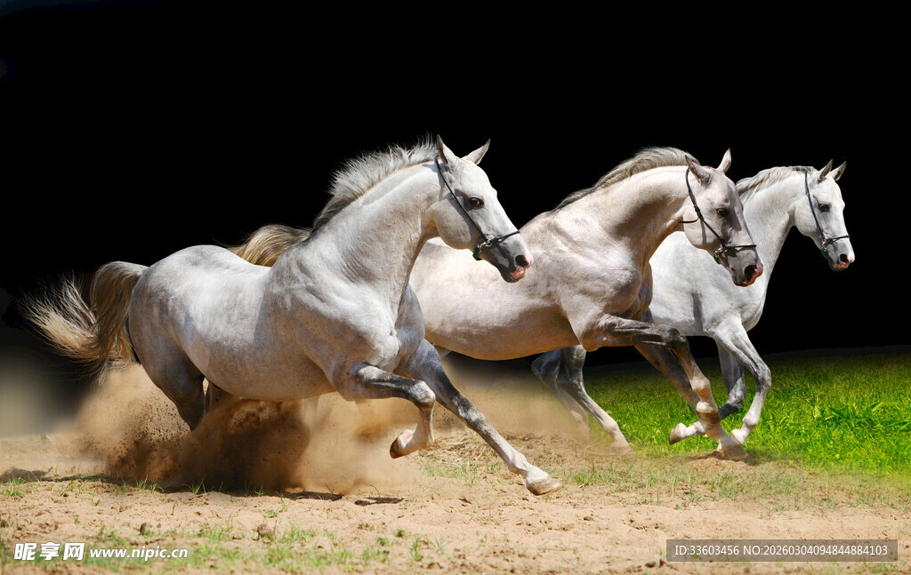 奔腾的白马群