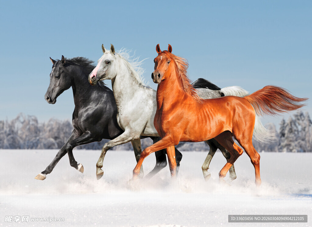雪地中奔腾的多彩骏马