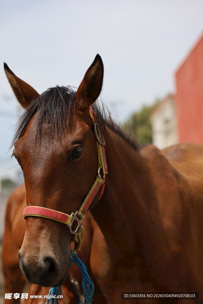 棕色骏马特写