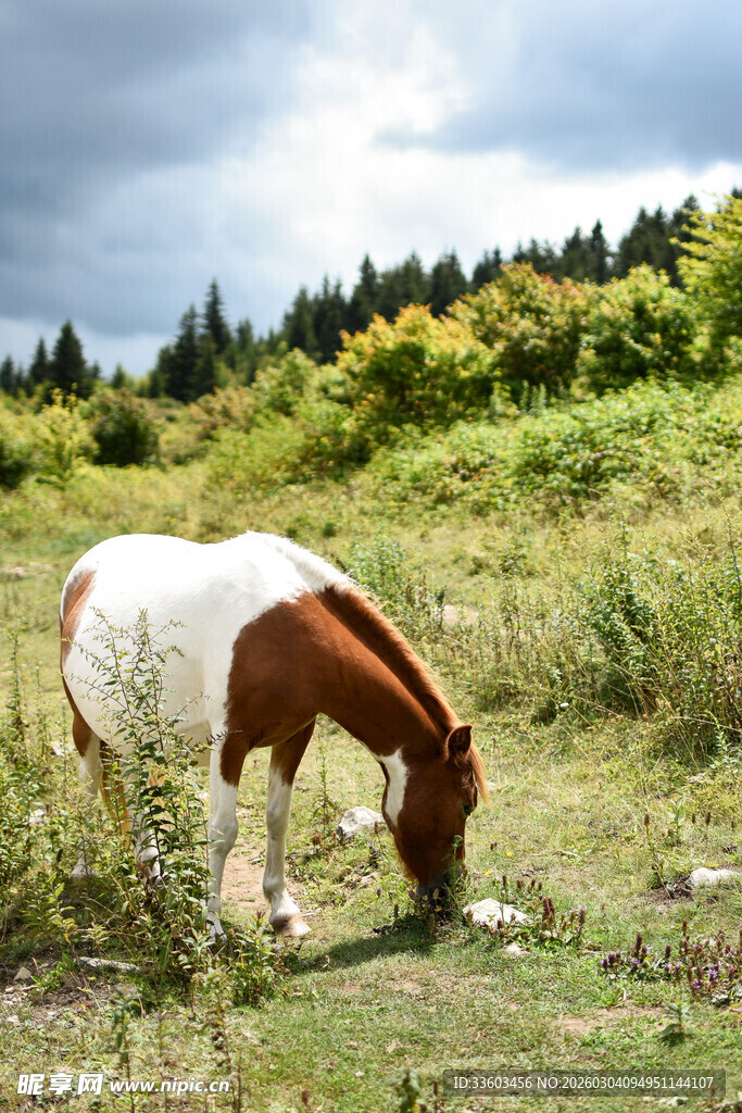 草原上的棕白相间马
