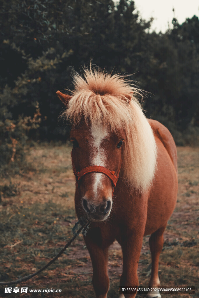 田园中的可爱小马