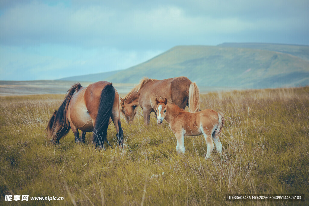 草原上的马群与小马驹