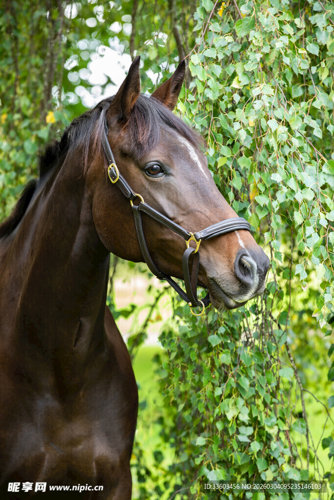 棕色骏马于绿意背景中
