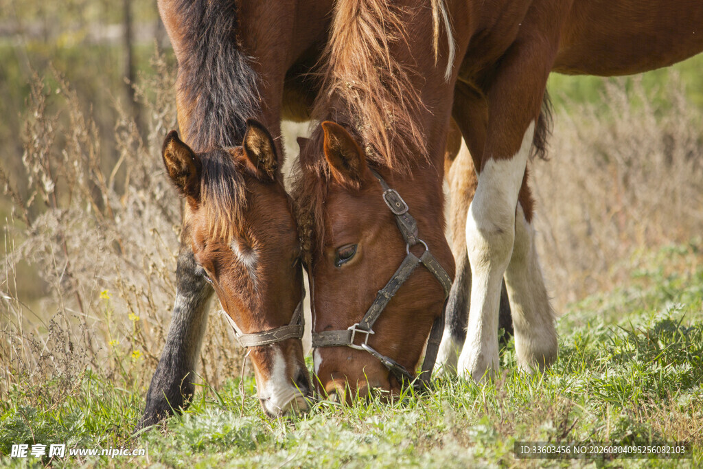 两匹马在草地低头吃草