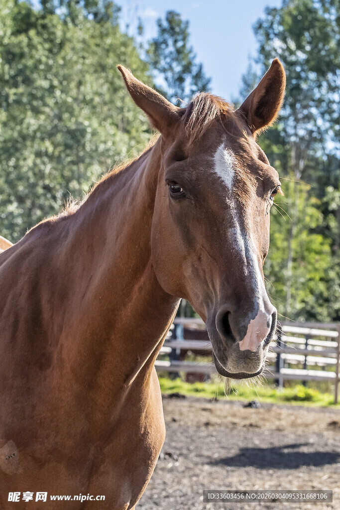 阳光下的棕色骏马