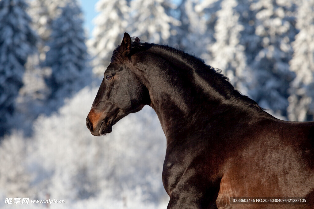 雪地中的黑色骏马