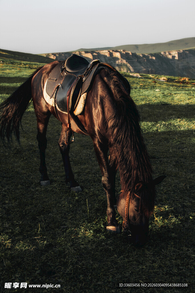 草原上低头吃草的骏马