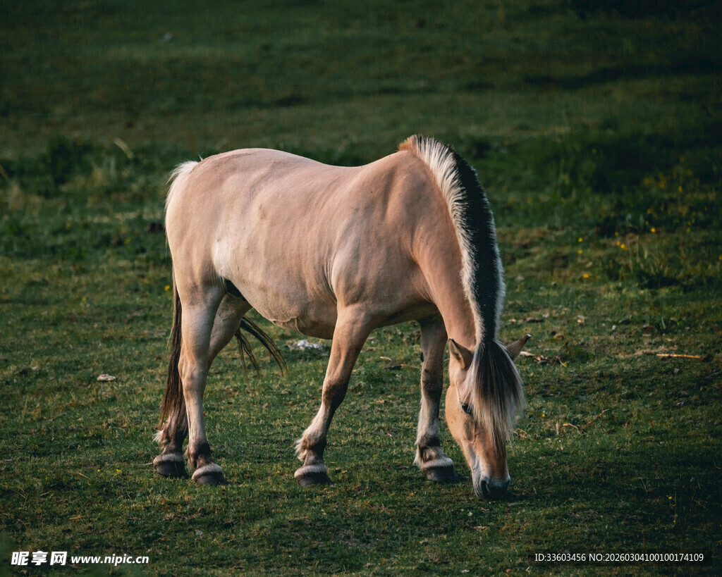 草原上的浅色骏马