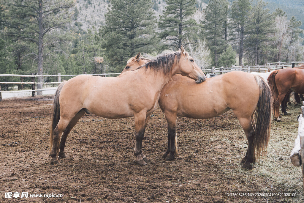 牧场中亲昵依偎的两匹马